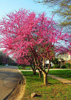 10 Eastern Redbud Trees Seedlings Bare Roots - 6-12” Tall