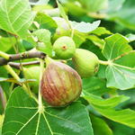 Set 2 Olympian Fig Trees 4-8 Inch Tall