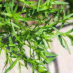 2 Texas Tarragon Plants Culinary Herb 4-8 inch