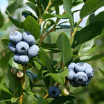 Biloxi Blueberry Plant
