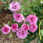 Melody Perfume Rose Bush