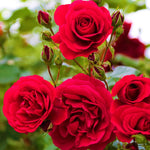 Camara Red Rose Plant Live