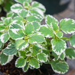 2 Plectranthus Variegated Swedish Ivy Live Plants 4-8 Inch Height In 4 Inch Pot