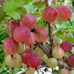 Gooseberry Plant 5-9 Inc Tall (Many Types)