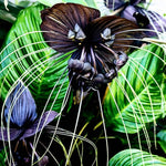 2 Black Bat Tacca Chantrieri Plants In 2 Inch Pot, 2 Pots