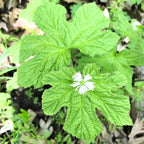 10 Goldenseal Roots
