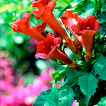 15 Red Trumpet Seeds