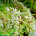 Indian Curry Leaves Plant Murraya Koenigii 5-9 Inc, In 4 Inc Pot