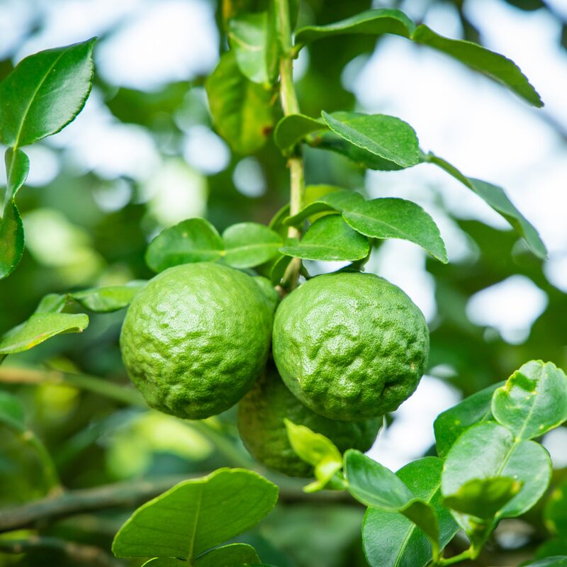 Kaffir Lime Tree 2-5" Tall
