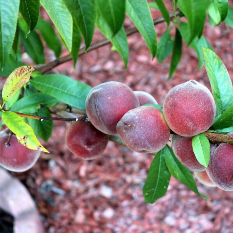 Florida Live Peach Tree Grafted Plant in 3 Gallon Pot, Large Peach Tree Live Plant, 3-4 Feet in Tall, No, CA, Peach Tree Plant Well-rooted for Planting