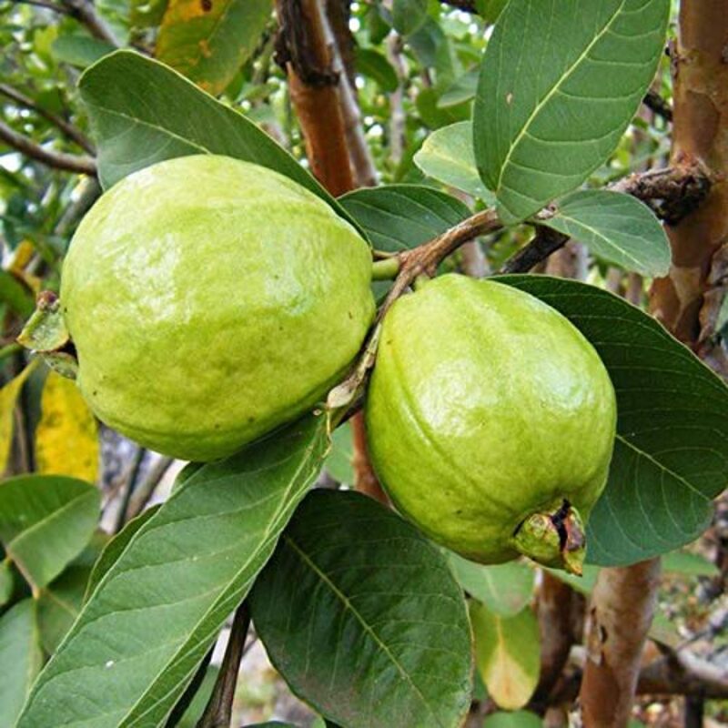 Ruby Supreme Guava Tree Plant