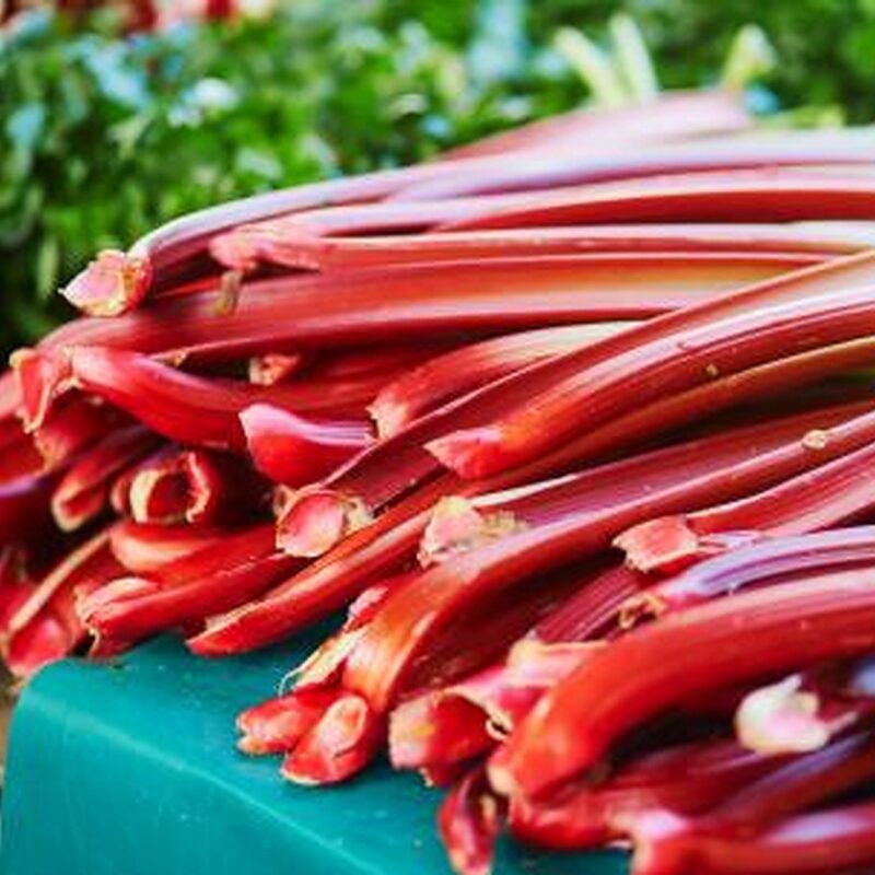 Rhubarb Plant