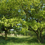 Dwarf Chinkapin Oak Tree - Oak Tree Live Plant From 1 To 2 Shrub Plant - Zone 4 To 9 - Outdoor Garden Tree