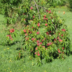 Florida Grande Peach Tree Live Plant, 3-4 Feet Tall in 3 Gallon Pot, Grafted Peach Tree Plant Live, Well Rooted Peach Tree, Ready to Plant, No CA