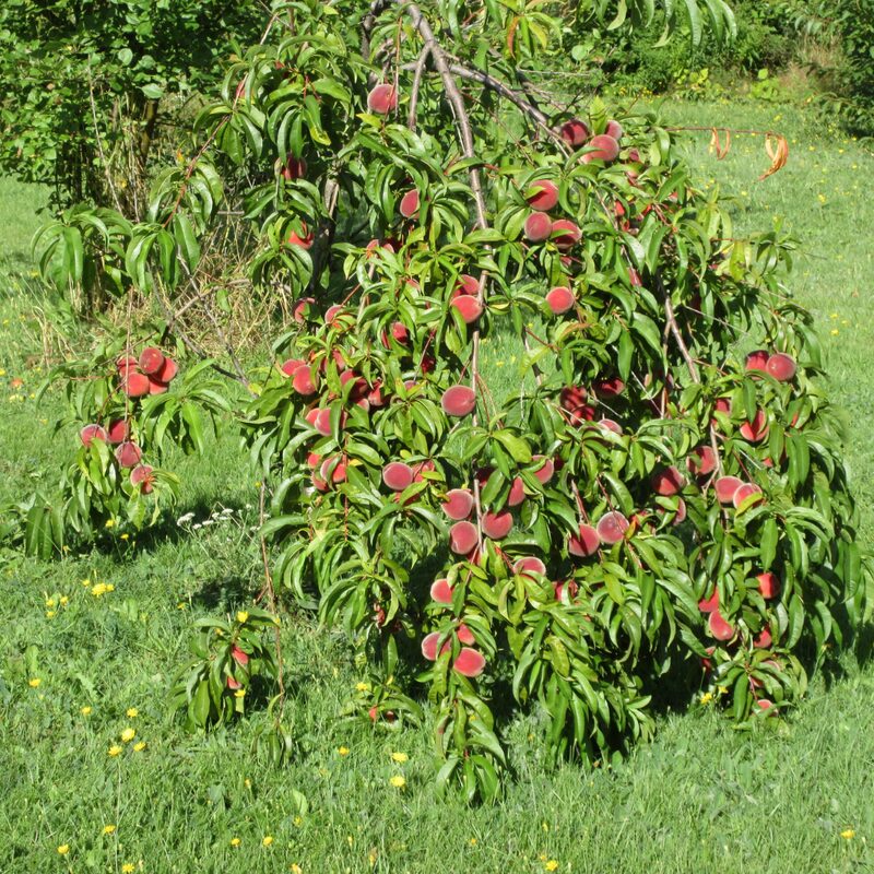 Florida Grande Peach Tree Live Plant, 3-4 Feet Tall in 3 Gallon Pot, Grafted Peach Tree Plant Live, Well Rooted Peach Tree, Ready to Plant, No CA
