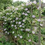 Incarnata Passion Flower Plant, Maypop Incarnata Passiflora 4–7", Well Rooted Flowering Vine for Outdoor Garden
