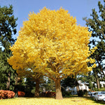 5 Ginkgo Tree Seedlings 6–12 Inches, Live Hardy Shade Tree, Fan-Shaped Leaves, Outdoor Garden Plant