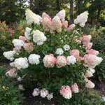 White to Pink Hydrangea Plant Live in 2.5 Inch Pot, Vibrant Flowering Shrub for Garden, Patio Containers and Indoor Growing
