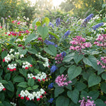 Random Clerodendrum Live Plant 4-7 Inches, Chain of Glory Light Bulb Flowering Shrub Starter Plant for Indoor Outdoor Garden