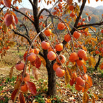 5 Persimmon Live Plants Seedlings, Sweet Persimmon Bare Roots 12-18'' Tall, Cold Hardy Fruit Tree, Outdoor Garden