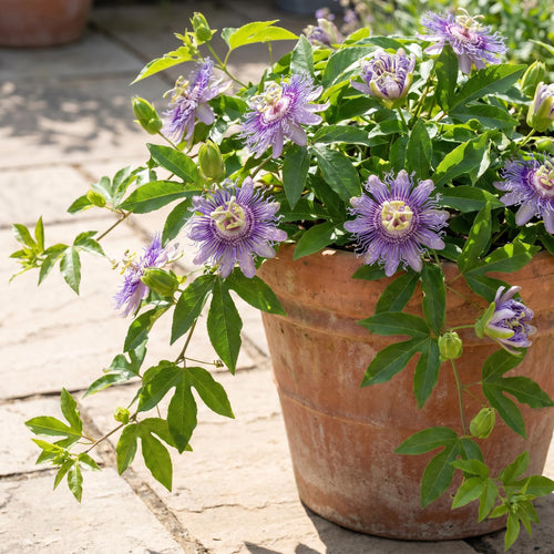 2 Passiflora Incarnata Maypop Live Plants, Purple Passion Flower Vines, 4-6'' Tall, Outdoor Vine for Patio, Garden, Containers
