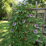 Maypop Passion Flower Live Plant, Purple Incarnata Passiflora 4-8 Inches, Hardy Flowering Vine for Garden, Patio and Containers