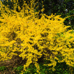 2 Lynwood Gold Forsythia Shrub Bareroots, 6 to 12 Inch Tall, Dormant, No Pot, Yellow Forsythia Plant Live for Planting, Fragrant Bush Shrub Rooted Cutting