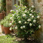 Grand Duke Jasmine Live Plant in Half Gallon Pot, Fragrant Flowering Jasmine, Well Rooted, Indoor Outdoor Planting