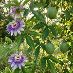 Maypop Incarnata Passiflora Plant 4–7", Vibrant Passion Flower Vine for Patio, Garden and Containers, Hardy Outdoor Plants