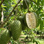 Sweet Soursop Plant Live 8-10 Inches, Annona Muricata Guanabana Tropical Fruit Tree Starter for Garden, High Yield, Ready to Grow