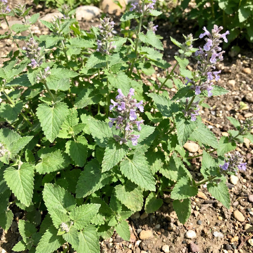 2 Catnip Plants Live 4–7" Tall, Live Fragrant Herb Garden Plants for Patio, Containers Growing, Hardy Outdoor Plant