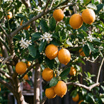 Air Layered Meyer Lemon Bush 1.5-2 Ft Tall, Lemon Citrus Tree for Backyard, Patio Pots and Indoor Fruit Growing