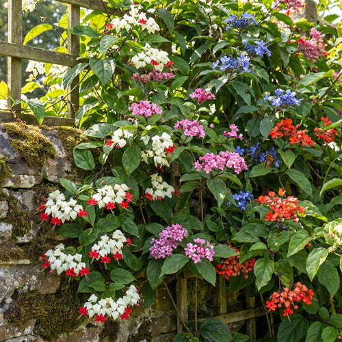 2 Clerodendrum Flowering Plants Live, Chains of Glory Vine Light Bulbs Plant 4-8 Inches for Growing Indoor Outdoor (Random Clerodendrum)