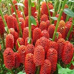 Awapuhi Shampoo Ginger Plant Live, Tropical Pinecone Ginger 3–5 Inch Starter Plant for Garden or Container Growing, Ornamental Flowering Ginger, No Pot