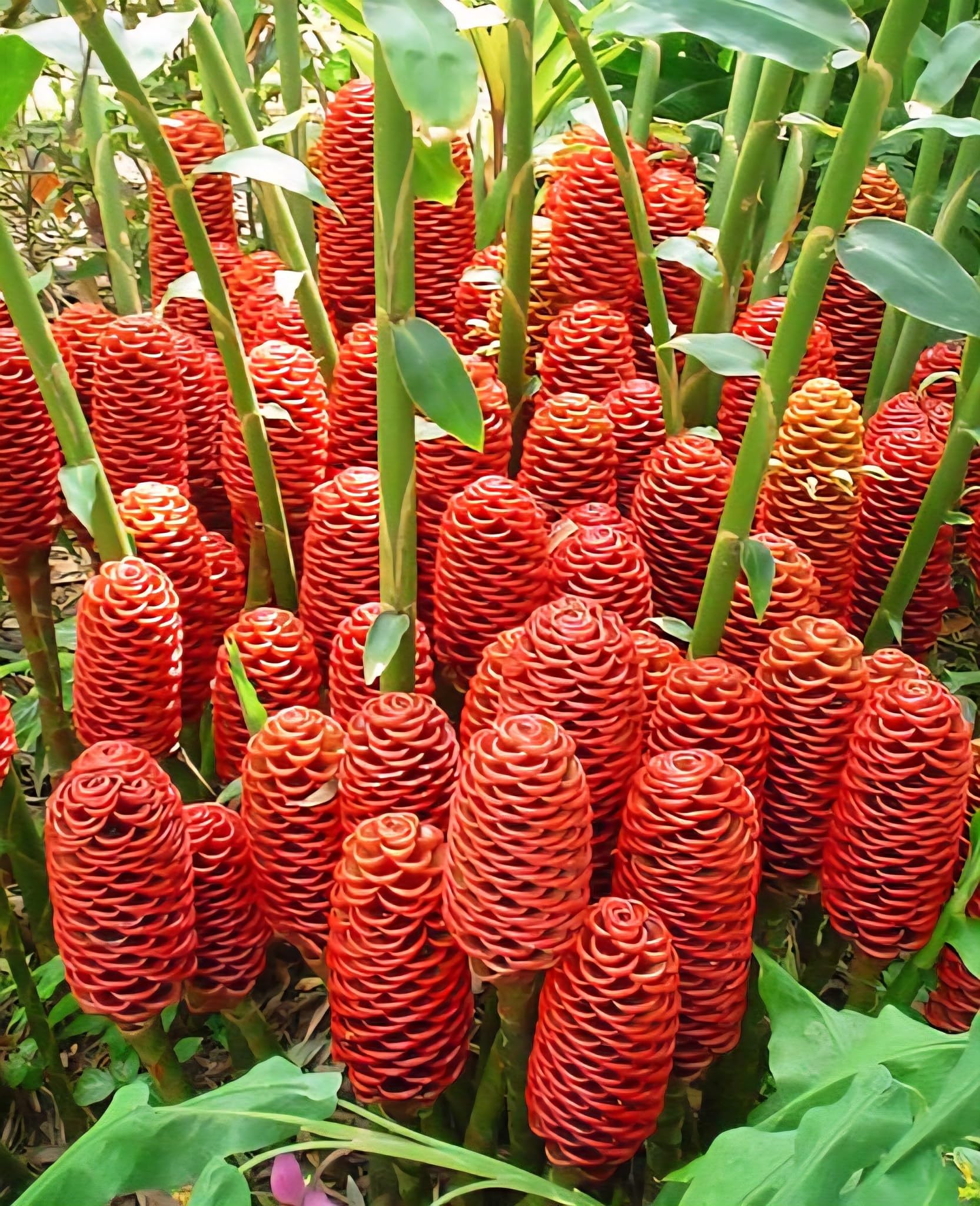 Live Shampoo Ginger Plant for Planting, Awapuhi Ginger Plant 3–5 Inches Tall, Tropical Flowering Ginger for Outdoor Garden or Container Growing, No Pot