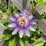 2 Passiflora Incarnata Maypop Live Plants, Purple Passion Flower Vines, 4-6'' Tall, Outdoor Vine for Patio, Garden, Containers