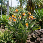 Set 2 Orange Bird of Paradise Live Plants, Tropical Indoor and Outdoor Ornamental Plant, 4-7 Inch Tall Well Rooted