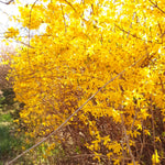 2 Lynwood Gold Forsythia Shrub Bareroots, 6 to 12 Inch Tall, Dormant, No Pot, Yellow Forsythia Plant Live for Planting, Fragrant Bush Shrub Rooted Cutting