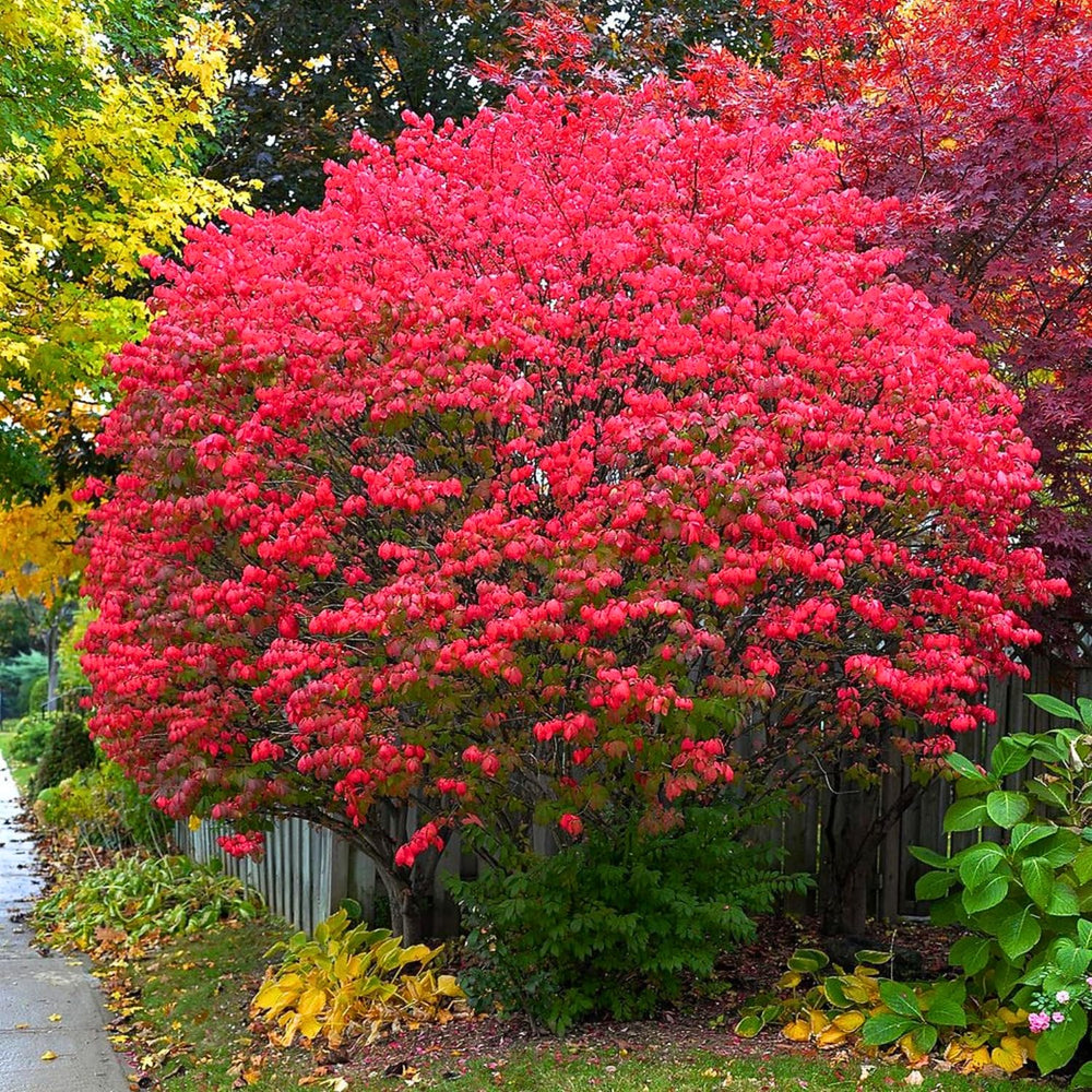 4 Red Burning Bush Bare Roots, 6-12 Inch Live Burning Shrubs, Ornamental Landscape Plants with Fall Color