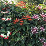 Random Clerodendrum Plants 4–7" Tall, Live Flowering Garden Plants for Patio, Containers and Backyard Landscaping