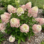 White to Pink Hydrangea Plant Live in 2.5 Inch Pot, Vibrant Flowering Shrub for Garden, Patio Containers and Indoor Growing