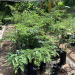 Sweet Tamarind Tree Live Plant, 2-3 Feet Tall in 1 Gallon Pot, Tropical Fruit Tree