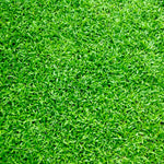 Zoysia Grass Seeds, 60000 Seed Count, Zoysia Seeds Lawngrass Seeds, Grow Outdoor