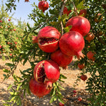 Sweet Pomegranate Tree Live Plant 8-12'' Tall, Hardy Red Pomegranate Bush in Half Gallon Pot, Full Roots and Ready to Plant