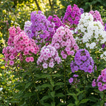 Upright Phlox Live Plant 4-7 Inches, Garden Phlox Perennial Flower Starter for Outdoor Garden, Random Color Plants