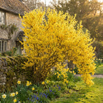 2 Lynwood Forsythia Plants Live in 4'' Pot, Lynwood Gold Forsythia Flowering Shrubs 6-10 Inch, Hardy, Winter Dormant, Outdoor Growing