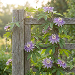 Maypop Incarnata Passiflora Plant 4–7", Vibrant Passion Flower Vine for Patio, Garden and Containers, Hardy Outdoor Plants
