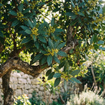 Bay Leaf Tree Live 4-7 Inches Tall, Laurus Nobilis, Fragrant Herb Plant for Garden, Patio Containers and Indoor Decor