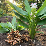 15 Turmeric Roots for Planting, Curcuma Turmeric Rhizomes for Garden, Tropical Herb Root for Outdoor Growing or Container Gardening