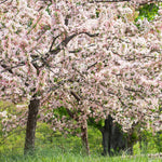 Red Crabapple Tree Live Plant in Quart Pot, Ornamental Fruit-Bearing Trees for Outdoor Planting, Hardy Flowering Landscape Plants